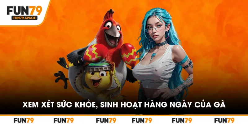 Xem xét sức khỏe, sinh hoạt hàng ngày của gà